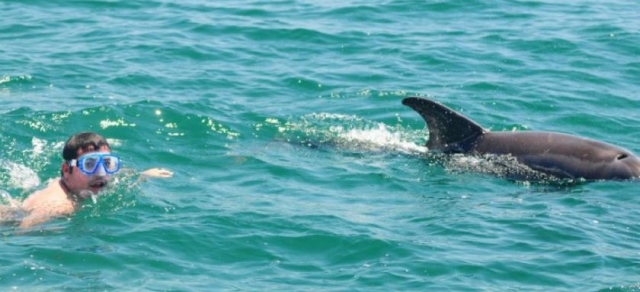 Sumergirte con los delfines